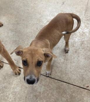 Trout -  Cattle Dog and Black Mouth Cur Dog for Adoption in Bandera, Texas - Trout | PetCurious