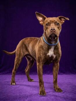 ELSIE -  Mixed Breed Dog for Adoption in Jacksonville, Florida - ELSIE | PetCurious