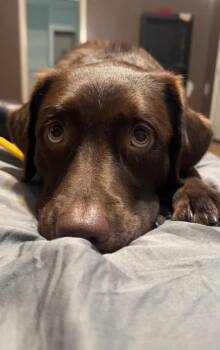 Labrador Retriever and Mixed Breed Dogs Available for Adoption - Boisvert / Mama Charlie | PetCurious