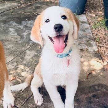 Sweet Zoltan Sweet, Gentle, Friendly & Calm -  Great Pyrenees and Collie Dog for Adoption in Houston, Texas - Sweet Zoltan Sweet, Gentle, Friendly & Calm | PetCurious
