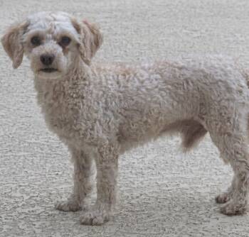 Spencer -  Miniature Poodle and Mixed Breed Dog for Adoption in Severance, Colorado - Spencer | PetCurious