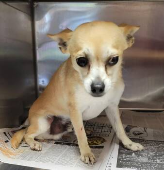 Luke -  Chihuahua Dog for Adoption in Van Alstyne, Texas - Luke | PetCurious
