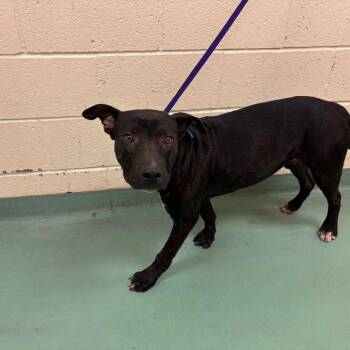 Nilly -  Mixed Breed Dog for Adoption in Memphis, Tennessee - Nilly | PetCurious