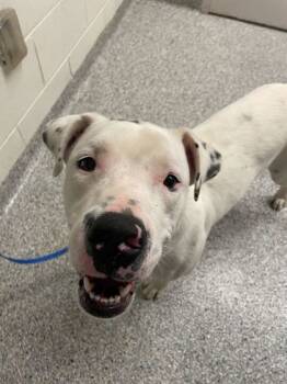 Rescue Mixed Breed Dogs for Adoption in Knoxville, Tennessee - Adam Warlock | PetCurious