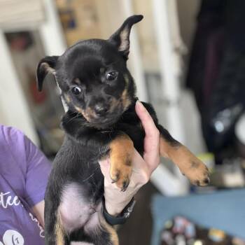 Chihuahua Dogs Available for Adoption in Park Row, Texas - Spencer | PetCurious