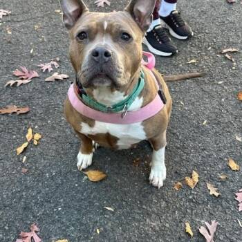 Remi -  American Staffordshire Terrier Dog for Adoption in Lyndhurst, New Jersey - Remi | PetCurious