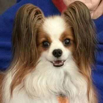 Maddie/Mattie Sue -  Papillon Dog for Adoption in Santa Fe, Texas - Maddie/Mattie Sue | PetCurious