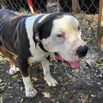 CHEPO -  Pit Bull Terrier Dog for Adoption in San Antonio, Texas - CHEPO | PetCurious