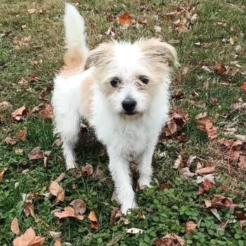 Rescue Terrier and Mixed Breed Dogs for Adoption in Rockville, Maryland - Skyla | PetCurious