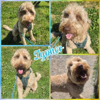 Goldendoodle Dogs Available for Adoption in Blacksburg, South Carolina - Zypher | PetCurious