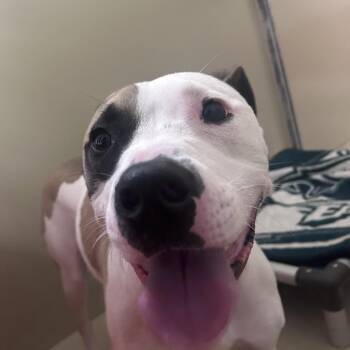 Pit Bull Terrier Dogs Available for Adoption in Philadelphia, Pennsylvania - Boots | PetCurious