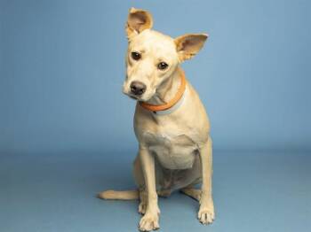 Labrador Retriever and Mixed Breed Dogs Available for Adoption in Phoenix, Arizona - FAWN | PetCurious