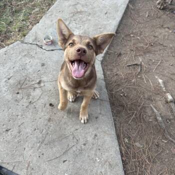 Rugger -  Australian Kelpie and Chocolate Labrador Retriever Dog for Adoption in Fresno, California - Rugger | PetCurious