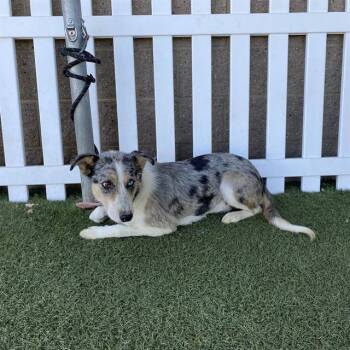 WESTY -  Australian Cattle Dog Blue Heeler and Mixed Breed Dog for Adoption in Modesto, California - WESTY | PetCurious