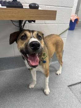 BUTTERS -  Beagle Dog for Adoption in Indianapolis, Indiana - BUTTERS | PetCurious