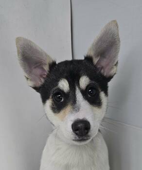 Husky Dogs Available for Adoption - Benedick | PetCurious