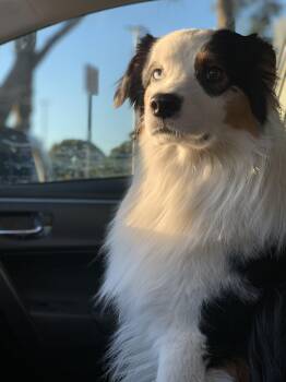 Theodore -  Australian Shepherd Dog for Adoption in Clyde, North Carolina - Theodore | PetCurious