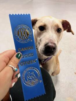 Greyhound and Pit Bull Terrier Dogs Available for Adoption - Malia | PetCurious