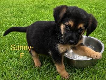Sunny Puppy -  Mixed Breed Dog for Adoption in Monticello, Minnesota - Sunny Puppy | PetCurious