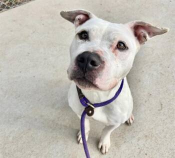 Pit Bull Terrier and Mixed Breed Dogs Available for Adoption - LUCIA | PetCurious