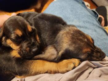 Rescue Bloodhound Dogs for Adoption in Kankakee, Illinois - Olivia | PetCurious