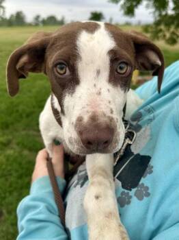 Mixed Breed Dogs Available for Adoption in Wichita, Kansas - Peanut Butter | PetCurious