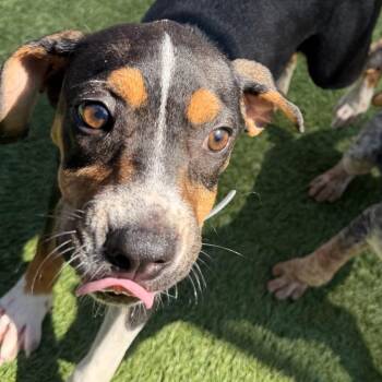 Piglet -  Greater Swiss Mountain Dog Dog for Adoption - Piglet | PetCurious