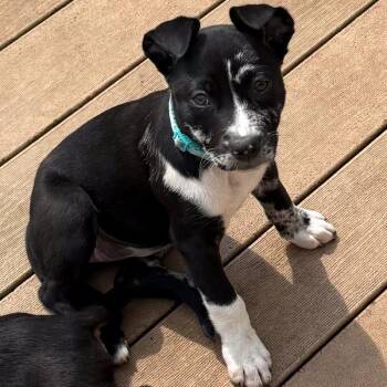 Cookie -  Catahoula Leopard Dog Dog for Adoption in Des Moines, Iowa - Cookie | PetCurious