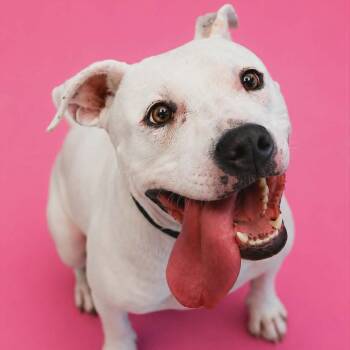 Sparky -  Terrier and Mixed Breed Dog for Adoption in Monticello, Iowa - Sparky | PetCurious