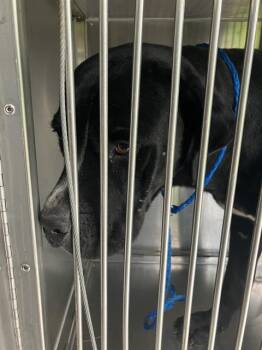 BANKS -  Mixed Breed Dog for Adoption in Dallas, Texas - BANKS | PetCurious