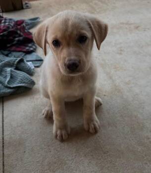 MAISY -  Yellow Labrador Retriever and Golden Retriever Dog for Adoption - MAISY | PetCurious