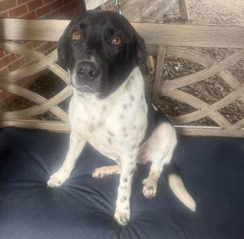 Pointer Dogs Available for Adoption - Bodhi | PetCurious
