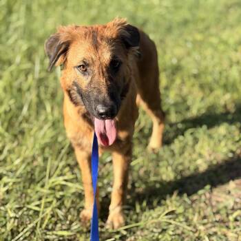 Lucy -  German Shepherd Dog Dog for Adoption in Delray Beach, Florida - Lucy | PetCurious