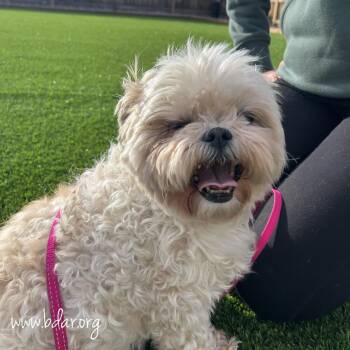 Muffin -  Shih Tzu and Mixed Breed Dog for Adoption in Cheyenne, Wyoming - Muffin | PetCurious