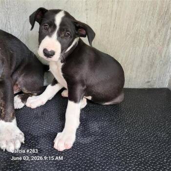 Labrador Retriever Dogs Available for Adoption in San Antonio, Texas - KIBBLES | PetCurious