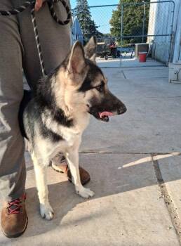 Rescue German Shepherd Dog Dogs for Adoption in Suamico, Wisconsin - Boomer | PetCurious