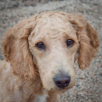 Meyers -  Golden Retriever and Poodle Dog for Adoption in Huntley, Illinois - Meyers | PetCurious