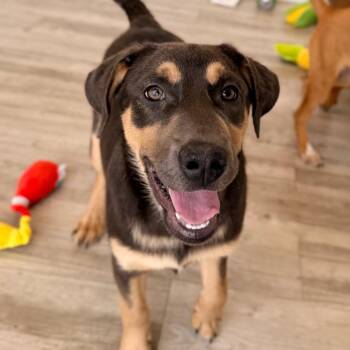 Shepherd and Mixed Breed Dogs Available for Adoption in Green Bay, Wisconsin - Rainbow | PetCurious