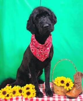 Standard Poodle and Mixed Breed Dogs Available for Adoption in Cincinnati, Ohio - Oscar | PetCurious