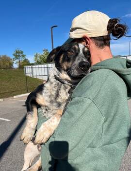 Rescue Basset Hound and Mixed Breed Dogs for Adoption in Fayetteville, Arkansas - Dude | PetCurious