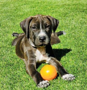 Rescue Boxer and Carolina Dog Dogs for Adoption in Pleasant Hill, California - Abby | PetCurious