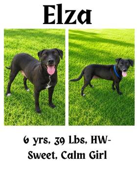 Elza -  Mountain Cur and Plott Hound Dog for Adoption in Albany, Georgia - Elza | PetCurious