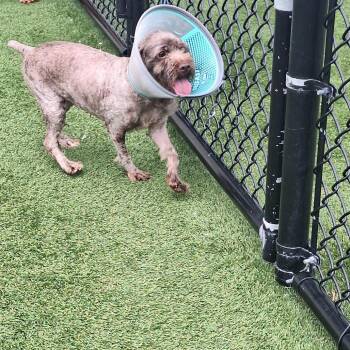 Bennie Bear 0014 -  Poodle Dog for Adoption in Loxahatchee Groves, Florida - Bennie Bear 0014 | PetCurious