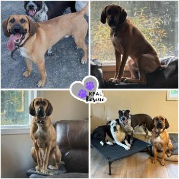 Black Mouth Cur and Rhodesian Ridgeback Dogs Available for Adoption in Kenai, Alaska - Walker | PetCurious