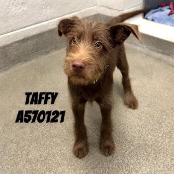TAFFY -  Schnauzer and Mixed Breed Dog for Adoption - TAFFY | PetCurious