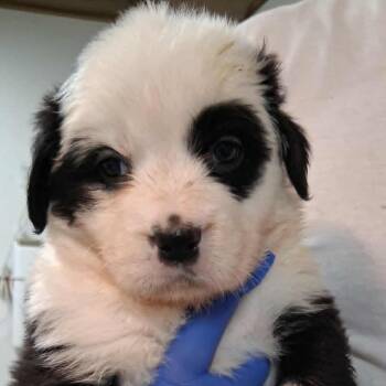 Crimson -  Retriever and Australian Shepherd Dog for Adoption in Nashville, Tennessee - Crimson | PetCurious