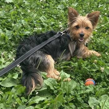 JJ -  Silky Terrier Dog for Adoption in Chicago, Illinois - JJ | PetCurious