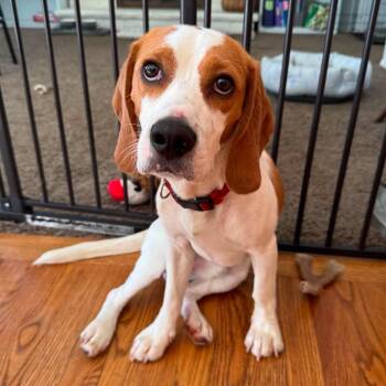 Copper -  Beagle Dog for Adoption in Hilton, New York - Copper | PetCurious