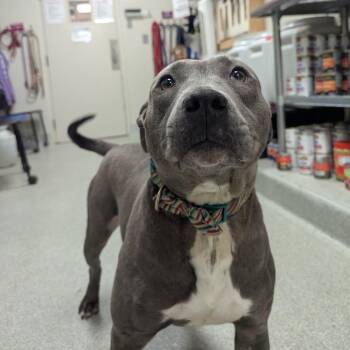 Sprite -  Mixed Breed Dog for Adoption in Gainesville, Florida - Sprite | PetCurious