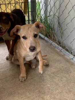 Rescue Pit Bull Terrier and Labrador Retriever Dogs for Adoption in Brownwood, Texas - Tori | PetCurious